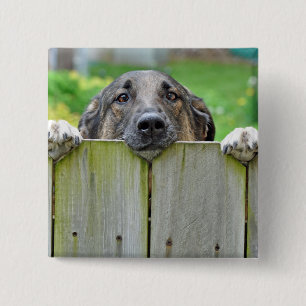 German Shepherd Looking Over Fence 15 Cm Square Badge