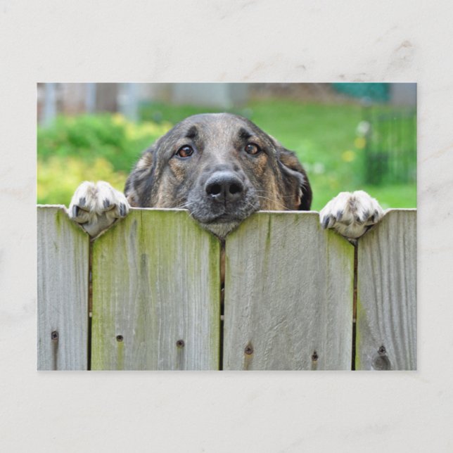 German Shepherd Looking Over Fence Postcard (Front)