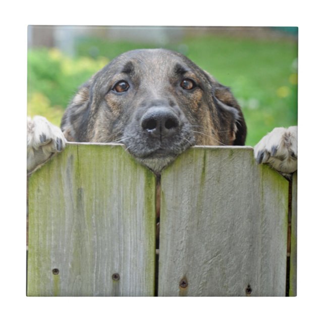 German Shepherd Looking Over Fence Tile (Front)