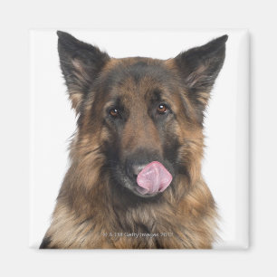 German Shepherd Magnet