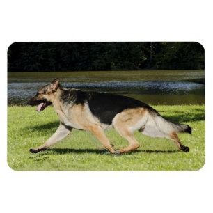 German Shepherd Magnet