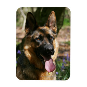 German Shepherd Magnet