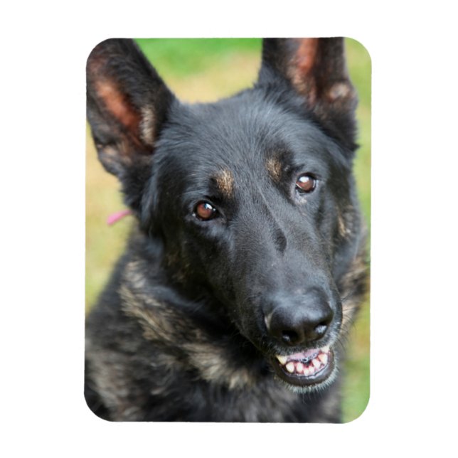 German Shepherd Magnet (Vertical)