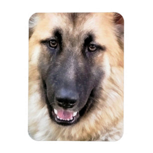 GERMAN SHEPHERD MAGNET