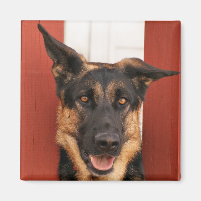 German Shepherd magnet 2 (Front)