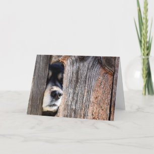 German Shepherd Nose Peeking Through Fence Card
