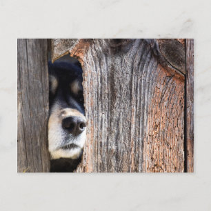 German Shepherd Nose Peeking Through Fence Postcard