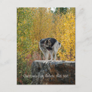 German Shepherd on a Rock; Customisable Postcard