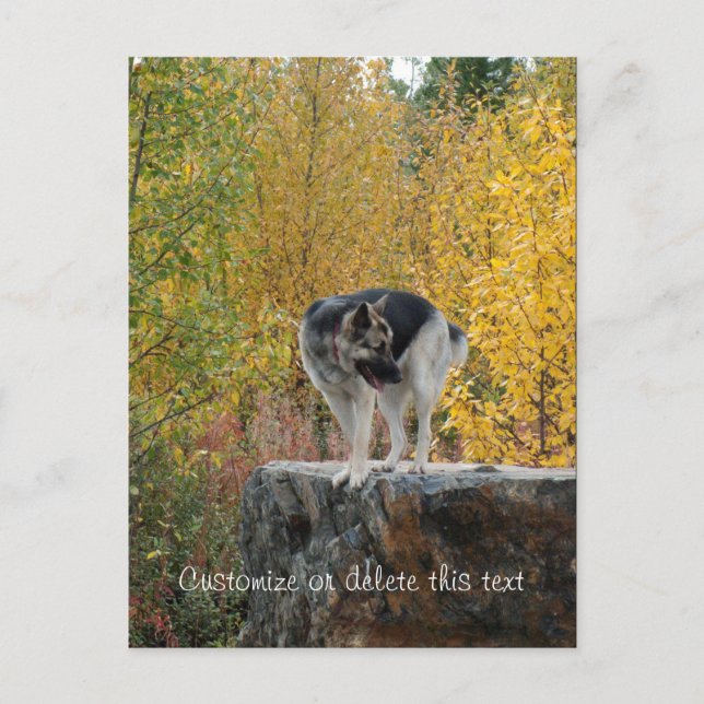 German Shepherd on a Rock; Customisable Postcard (Front)