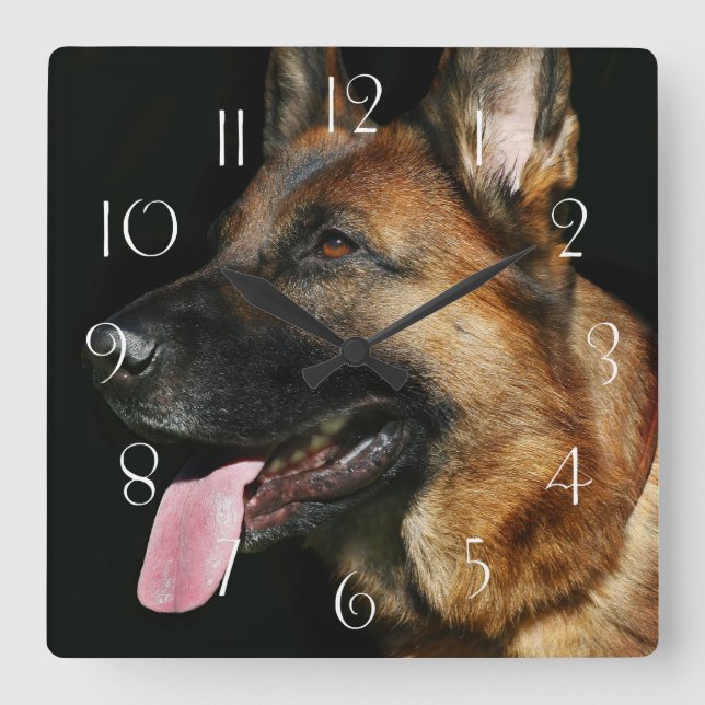 German shepherd on black background square wall clock (Front)
