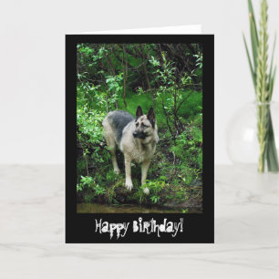 German Shepherd on the Shore; Happy Birthday Card
