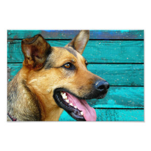 german shepherd photo print