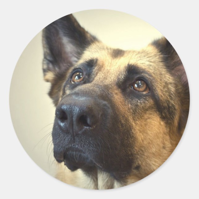 German Shepherd Picture Stickers (Front)