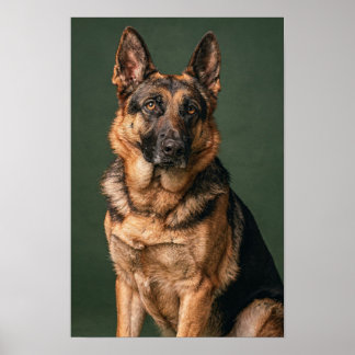 German Shepherd Pine Green Studio Portrait Poster