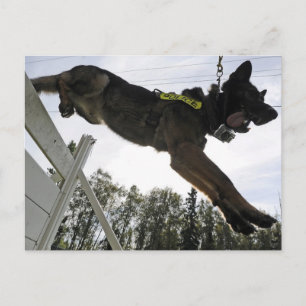 German Shepherd Police Dog Training Postcard