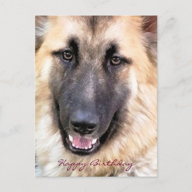 GERMAN SHEPHERD POSTCARD (Front)