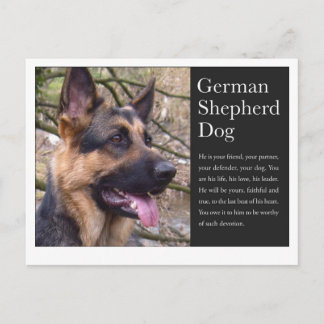 German Shepherd Postcard