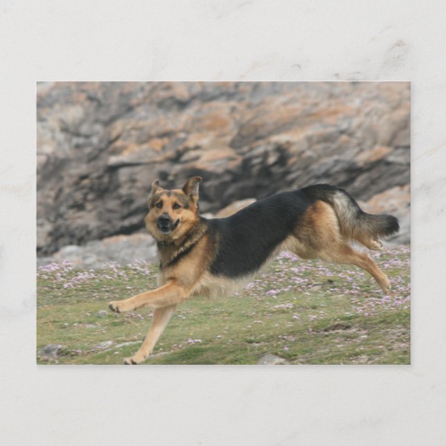 german shepherd postcard (Front)
