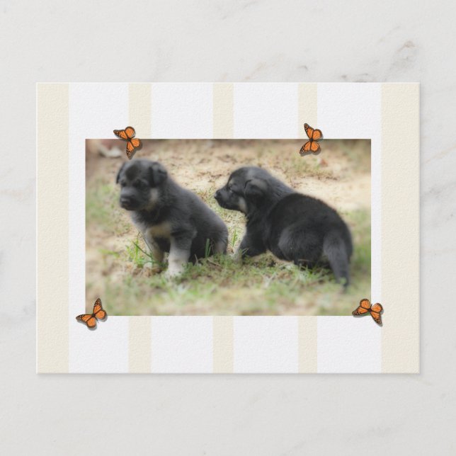 German Shepherd Postcard (Front)