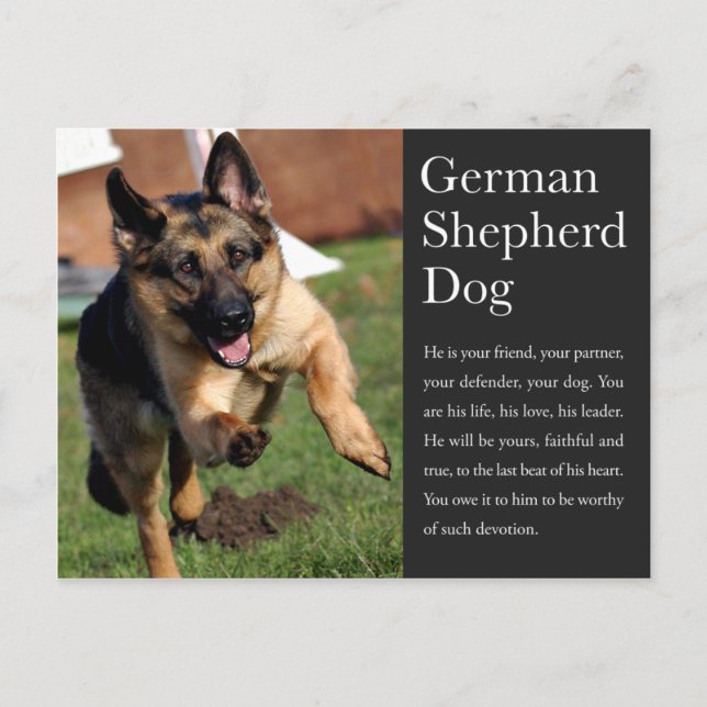 German Shepherd Postcard (Front)