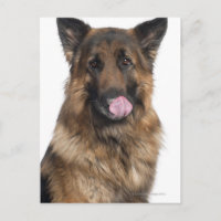 German Shepherd
