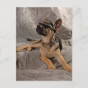 german shepherd postcard