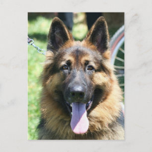 German Shepherd Postcard
