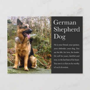 German Shepherd Postcard