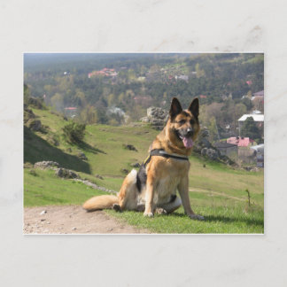 German Shepherd Postcard