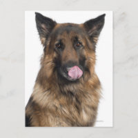 German Shepherd