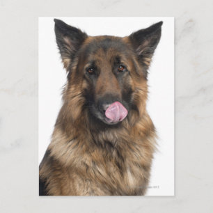 German Shepherd Postcard