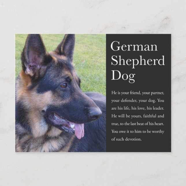 German Shepherd Postcard (Front)
