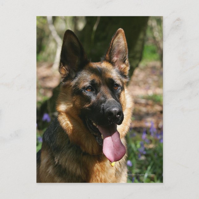 German Shepherd Postcard (Front)