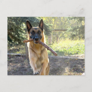 German Shepherd Postcard