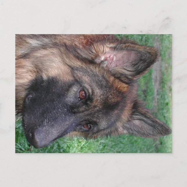 german shepherd postcard (Front)