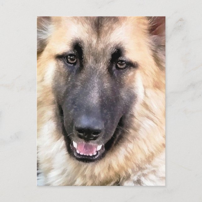 GERMAN SHEPHERD POSTCARD (Front)