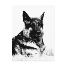 German shepherd postcard