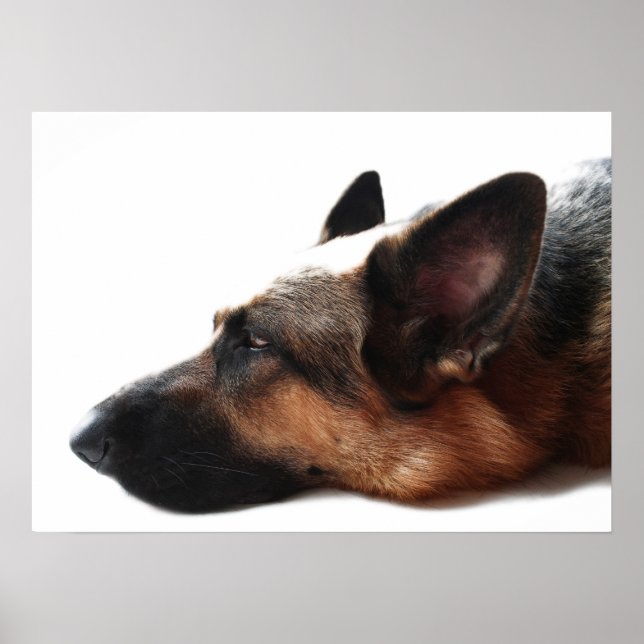 German Shepherd Poster (Front)