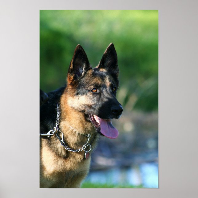 German Shepherd poster (Front)