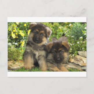 German Shepherd Puppies Postcard