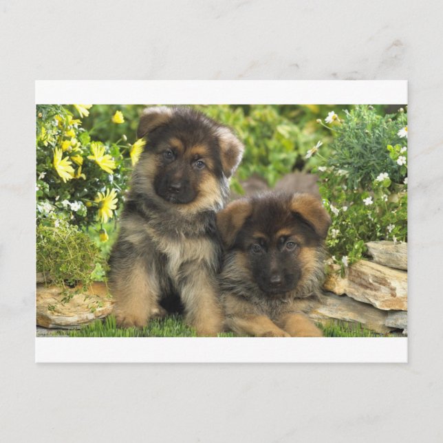 German Shepherd Puppies Postcard (Front)