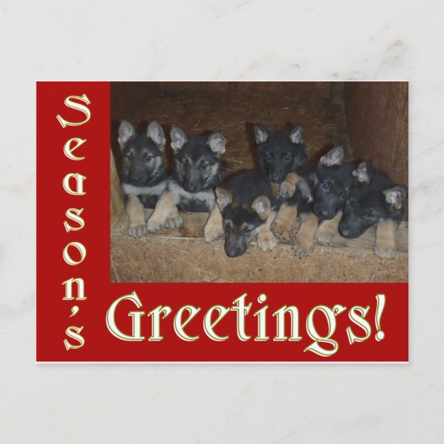 German Shepherd Puppies Season Greetings Christmas Holiday Postcard (Front)