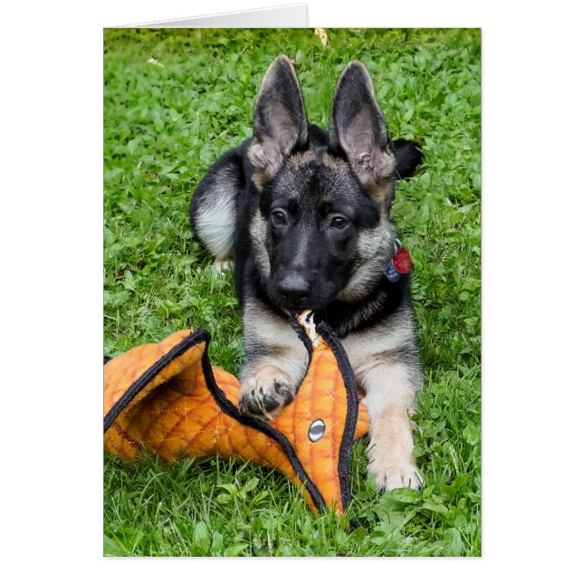 German Shepherd Puppy (Front)