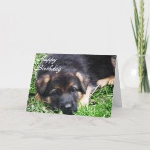 German Shepherd Puppy - Birthday card