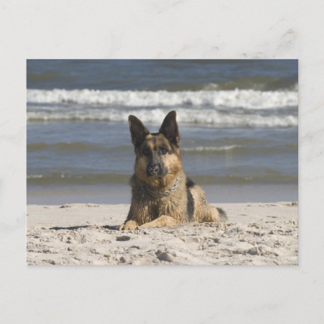 German Shepherd Puppy Dog Blank Post Card (Front)
