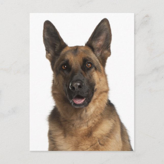 German Shepherd Puppy Dog Blank Post Card (Front)