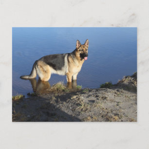 German Shepherd Puppy Dog Blank Post Card