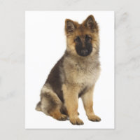 German Shepherd Puppy Dog Blank Post Card