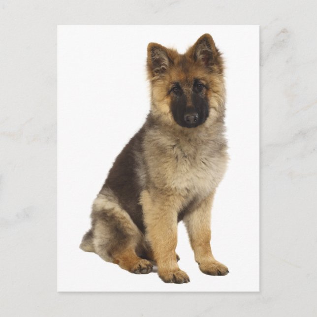 German Shepherd Puppy Dog Blank Post Card (Front)