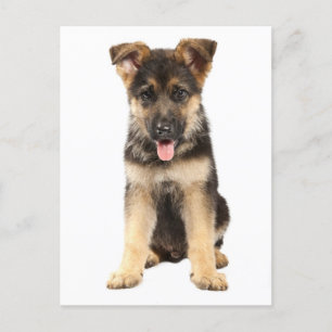 German Shepherd Puppy Dog Blank Post Card